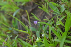 Utricularia caerulea
